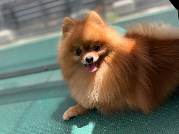 生徒が撮影したモデル犬♪～PART②～